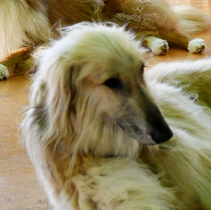 アフガン・ハウンド｜犬暮らし