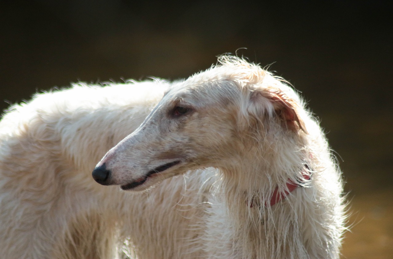 ボルゾイは飼いやすい？特徴や賢さ、罹りやすい病気などを徹底