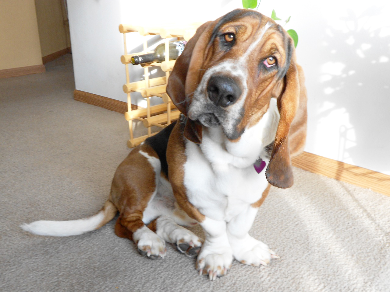 バセット・ハウンドは飼いやすい？特徴や賢さ、罹りやすい病気などを